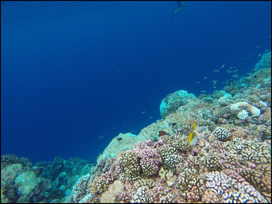 GOPR0295