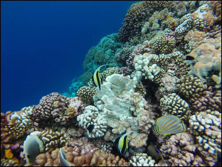 GOPR0309