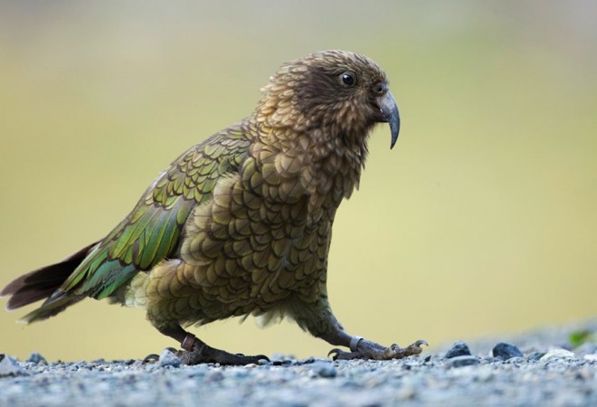kea-milford-sbernert-1200-4.jpg