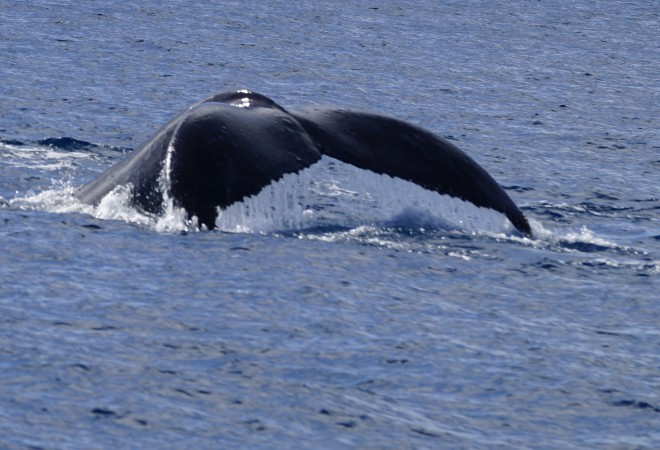 whaletale