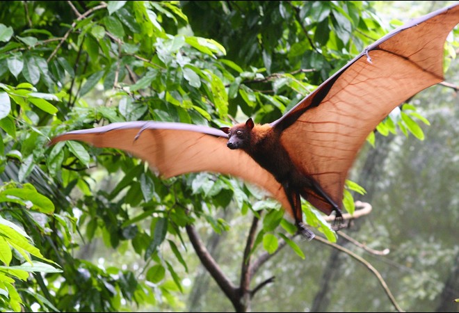 fruitbat-flyingjungle-1_thumb.jpg